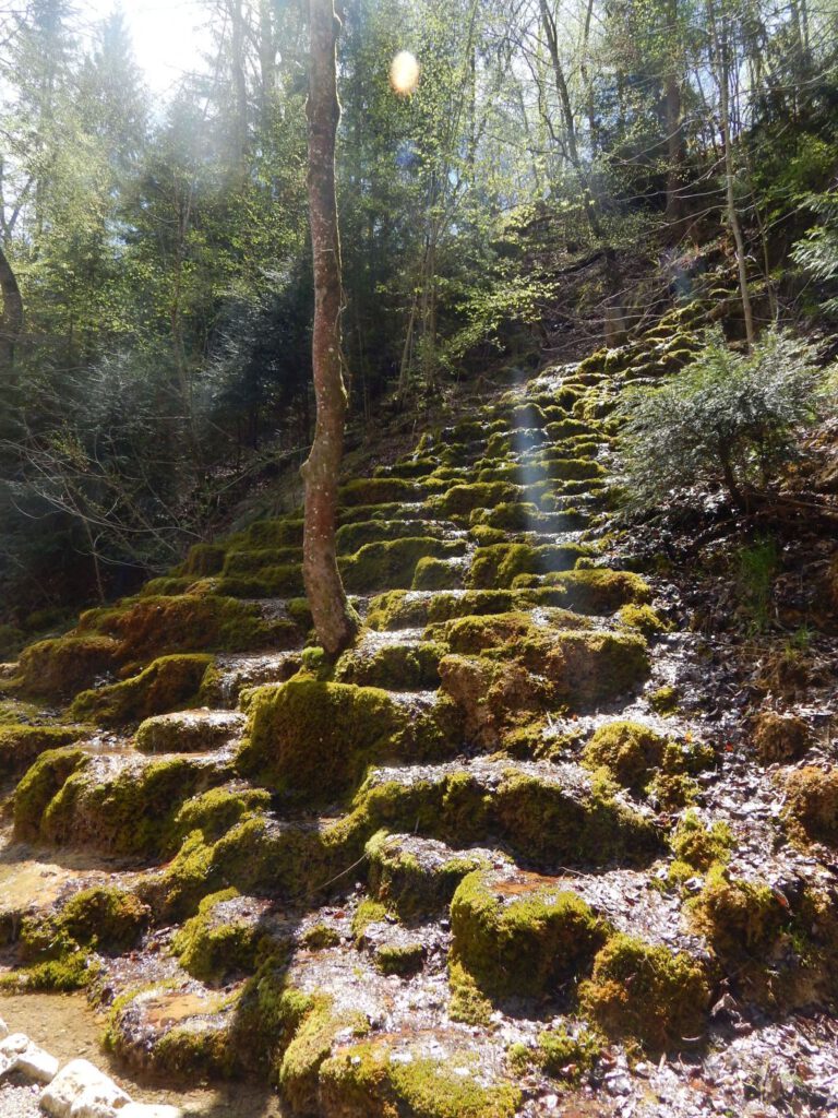 Moosbewachsene Steine in der Pössinger Au