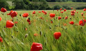 Weizenfeld mit Mohn