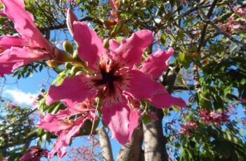 Pinke Blume