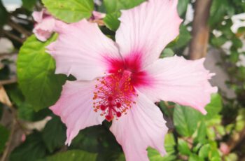 Rosa Hibiskus